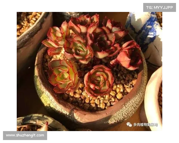 卷帘绿魔的养护指南 如何为这款植物提供最佳生长环境 卷帘绿魔的养护指南 如何为这款植物提供最佳生长环境